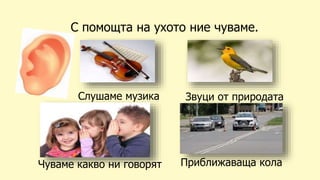 С помощта на ухото ние чуваме.
Слушаме музика
Чуваме какво ни говорят
Звуци от природата
Приближаваща кола
 