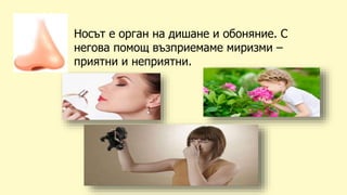 Носът е орган на дишане и обоняние. С
негова помощ възприемаме миризми –
приятни и неприятни.
 