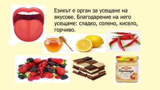 Езикът е орган за усещане на
вкусове. Благодарение на него
усещаме: сладко, солено, кисело,
горчиво.
 