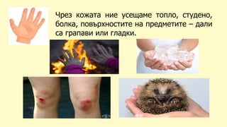 Чрез кожата ние усещаме топло, студено,
болка, повърхностите на предметите – дали
са грапави или гладки.
 