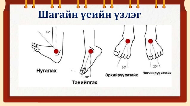 Үений асуумж, бодит үзлэг.pptx