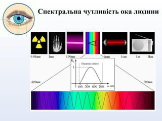 Спектральна чутливість ока людини
 