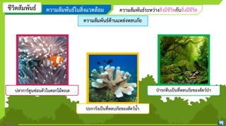 ชีวิตสัมพันธ์ ความสัมพันธ์ในสิ่งแวดล้อม ความสัมพันธ์ระหว่างสิ่งมีชีวิตกับสิ่งมีชีวิต
ความสัมพันธ์ด้านแหล่งหลบภัย
ปลาการ์ตูนซ่อนตัวในดอกไม้ทะเล ป่ารกทึบเป็นที่หลบภัยของสัตว์ป่า
ปะการังเป็นที่หลบภัยของสัตว์น้า
 