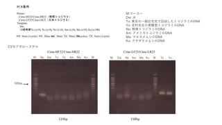 PCR条件
Primer:
Cime-HF22/Cime-HR22（熱帯トコジラミ）
Cime-LF25/Cime-LR25（日本トコジラミ）
Template
Dw
10倍希釈To (x10), Yo (x10), Ne (x10), Am ...