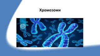 Хромозоми
 