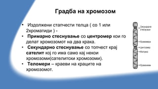 хромозоми.pptx