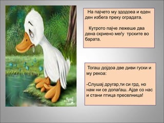 На пајчето му здодоеа и еден
ден избега преку оградата.
Кутрото пајче лежеше два
дена скриено меѓу трските во
барата.
Тогаш дојдоа две диви гуски и
му рекоа:
-Слушај другар,ти си грд, но
нам ни се допаѓаш. Ајде со нас
и стани птица преселница!
 