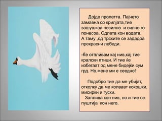 Дојде пролетта. Пајчето
замавна со крилјата,тие
зашушкаа посилно и силно го
понесоа. Одлета кон водата.
А таму ,од трските се зададоа
прекрасни лебеди.
-Ќе отпливам кај нив,кај тие
кралски птици. И тие ќе
избегаат од мене бидејќи сум
грд. Но,мене ми е сеедно!
Подобро тие да ме убијат,
отколку да ме колваат кокошки,
мисирки и гуски.
Заплива кон нив, но и тие се
пуштија кон него.
 