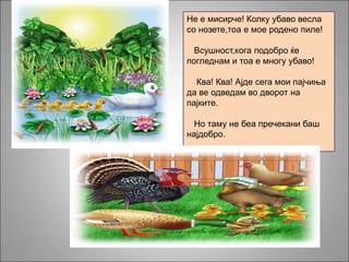 Не е мисирче! Колку убаво весла
со нозете,тоа е мое родено пиле!
Всушност,кога подобро ќе
погледнам и тоа е многу убаво!
Ква! Ква! Ајде сега мои пајчиња
да ве одведам во дворот на
пајките.
Но таму не беа пречекани баш
најдобро.
 