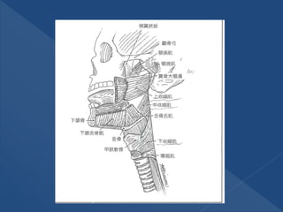  會厭軟骨epiglottis：與吞嚥有關的軟骨
 甲狀軟骨thyroid cartilage：最大的軟骨。
 環狀軟骨cricoid cartilage 為位置最低的軟骨。
 杓狀軟骨arytenoid cartilage：控制真聲帶...