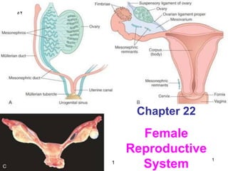 Chapter 22
Female
Reproductive
System
1
52
1
 