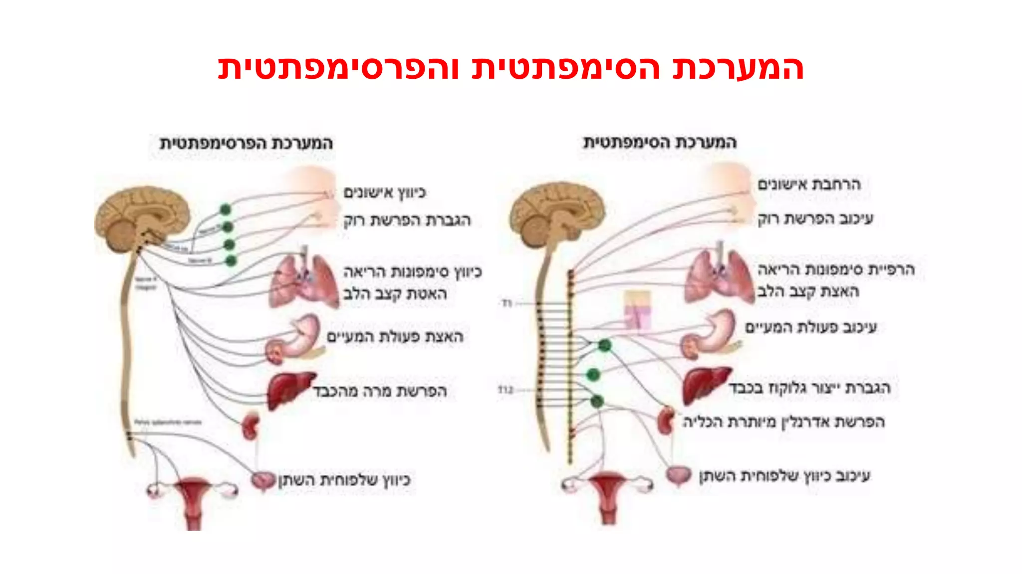 ויסות-קצב-הלב.pptx