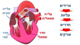 מערכת ההובלה - הלב.pptx