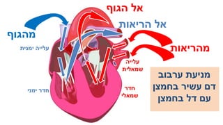 מערכת ההובלה - הלב.pptx