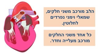 מערכת ההובלה - הלב.pptx