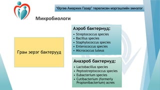 “Өргөө Амаржих Газар” төрөлжсөн мэргэшлийн эмнэлэг
Микробиологи
Грам эерэг бактерууд
Аэроб бактериуд:
• Streptococcus spec...
