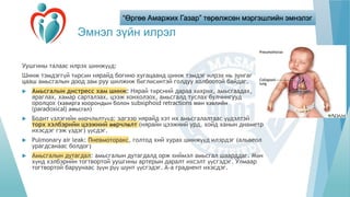 “Өргөө Амаржих Газар” төрөлжсөн мэргэшлийн эмнэлэг
Эмнэл зүйн илрэл
Уушгины талаас илрэх шинжүүд:
Шинж тэмдэггүй төрсөн нярайд богино хугацаанд шинж тэмдэг илрэх нь зунгаг
цааш амьсгалын доод зам руу шилжиж бөглөсөнтэй голдуу холбоотой байдаг.
 Амьсгалын дистресс хам шинж: Нярай төрсний дараа хөхрөх, амьсгаадах,
яраглах, хамар сарталзах, цээж хонхолзох, амьсгалд туслах булчингууд
оролцох (хавирга хоорондын болон subxiphoid retractions мөн хэвлийн
(paradoxical) амьсгал)
 Бодит үзлэгийн өөрчлөлтүүд: эдгээр нярайд хэт их амьсгалалтаас үүдэлтэй
торх хэлбэрийн цээжний өөрчлөлт (нярайн цээжний урд, хойд ханын диаметр
ихэсдэг гэж үздэг) үүсдэг.
 Pulmonary air leak: Пневмоторакс, голтод хий хурах шинжүүд илэрдэг (альвеол
урагдсанаас болдог)
 Амьсгалын дутагдал: амьсгалын дутагдалд орж хиймэл амьсгал шаарддаг. Мөн
хүнд хэлбэрийн тогтвортой уушгины артерын даралт ихсэлт үүсгэдэг. Улмаар
тогтвортой баруунаас зүүн рүү шунт үүсгэдэг. A-a градиент ихэсдэг.
 