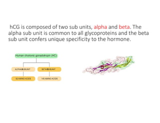 hCG is composed of two sub units, alpha and beta. The
alpha sub unit is common to all glycoproteins and the beta
sub unit confers unique specificity to the hormone.
 