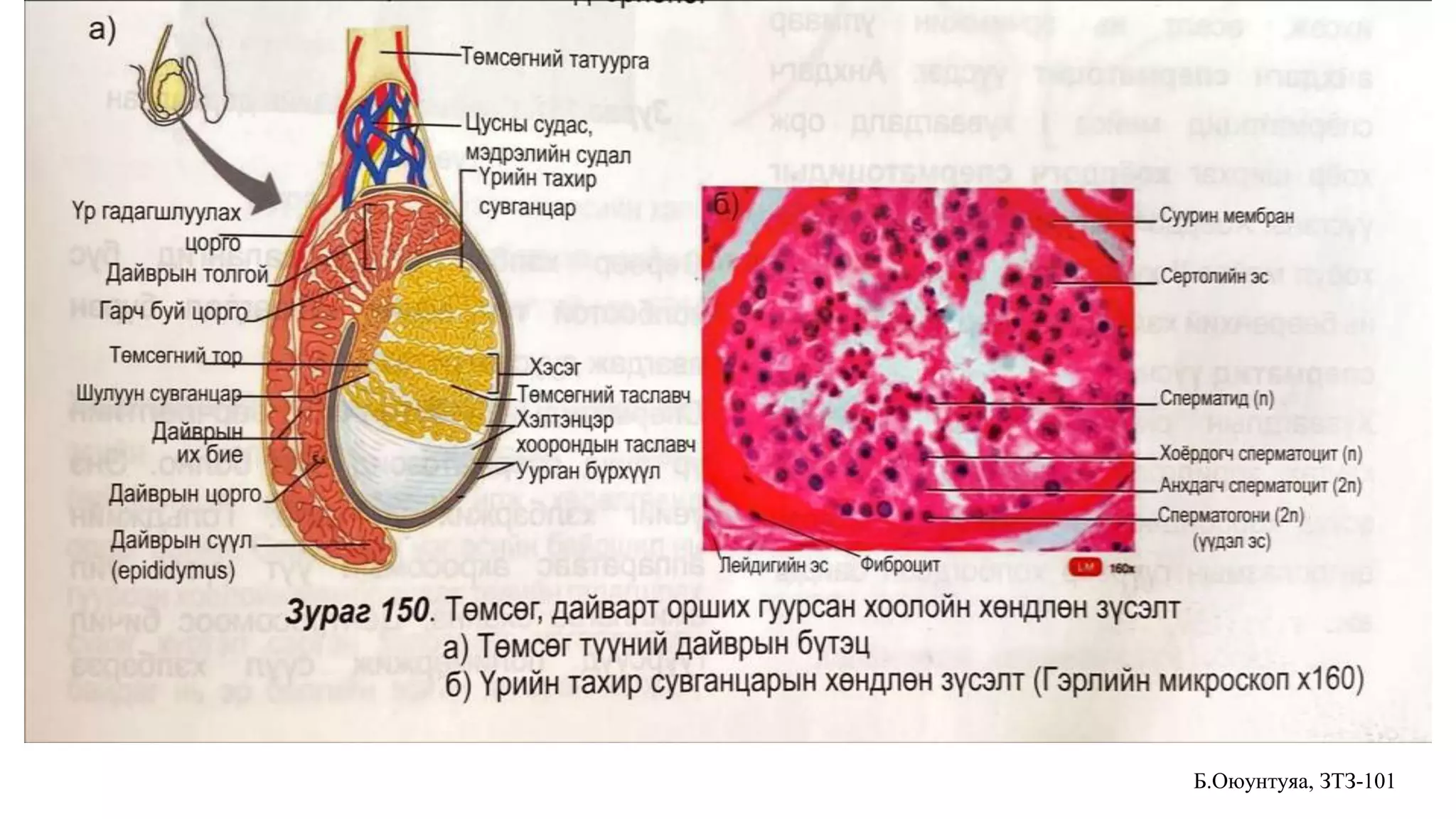 Эр бэлэг эрхтэн-Гистологи.pptx