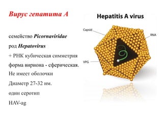 гепатит А
• острая энтеровирусная
инфекция с фекально-
оральным механизмом
передачи.
 