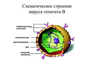 Электронограмма HBs-антигена
ВГВ
 