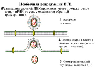 4.проникновение
ДНК в ядро 5.транскрипция ДНК
на и-РНК и м-РНК
6.Выход иРНК в
цитоплазму
7.Синтез вирусных
белков
8.Белки ...