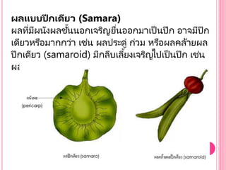 Samaroid ผล.pptx