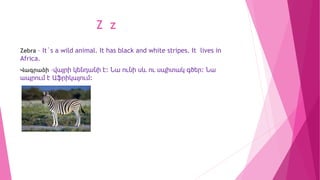 Z z
Zebra – It`s a wild animal. It has black and white stripes. It lives in
Africa.
Վագրաձի –վայրի կենդանի է: Նա ունի սև ո...