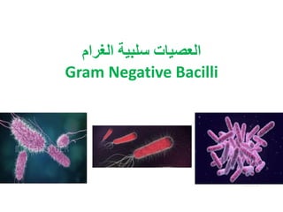 ‫الغرام‬ ‫سلبية‬ ‫العصيات‬
Gram Negative Bacilli
 
