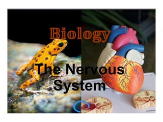 The Nervous System
The Nervous
System
𝔹𝕚𝕠𝕝𝕠𝕘𝕪
 