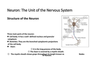 Neuron: The Unit of the Nervous System
Structure of the Neuron
Three main parts of the neuron:
 Cell body: It has a well-...