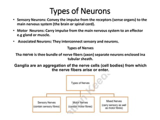 Types of Neurons
• Sensory Neurons: Convey the impulse from the receptors (sense organs) to the
main nervous system (the b...