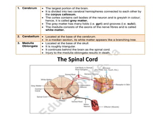 The Spinal Cord
 