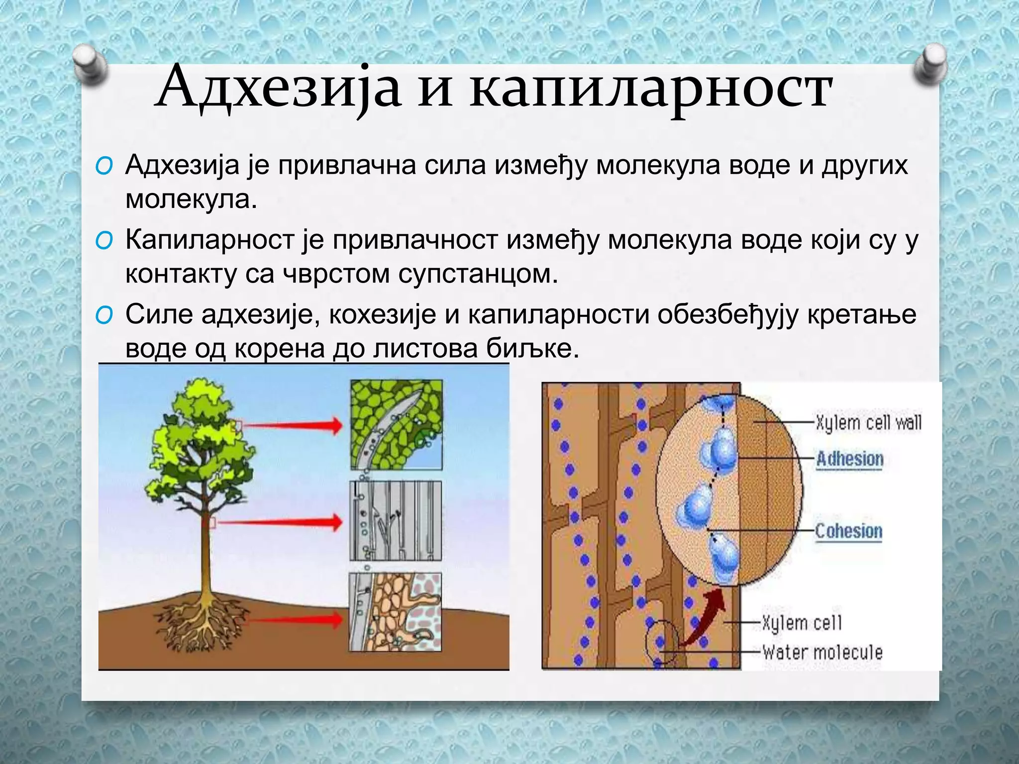 Адхезија и капиларност
O Адхезија је привлачна сила између молекула воде и других
молекула.
O Капиларност је привлачност између молекула воде који су у
контакту са чврстом супстанцом.
O Силе адхезије, кохезије и капиларности обезбеђују кретање
воде од корена до листова биљке.
 