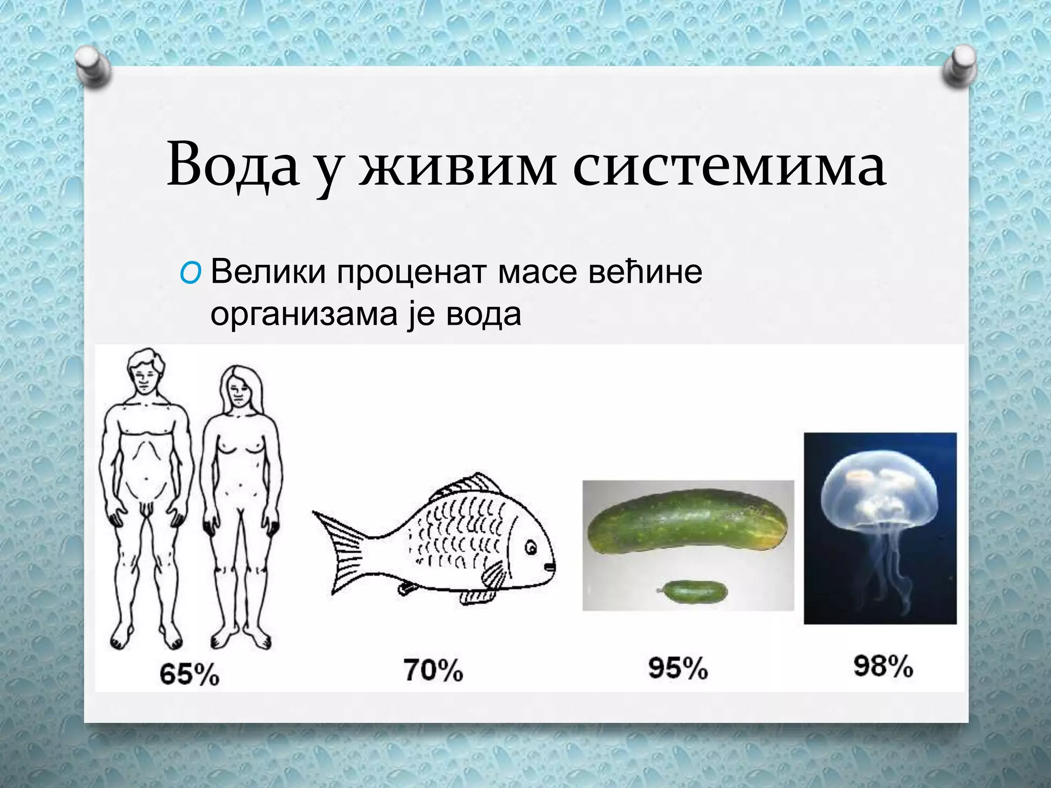 Вода у живим системима
O Велики проценат масе већине
организама је вода
 