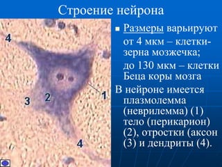 Строение нейрона
 Размеры варьируют
от 4 мкм – клетки-
зерна мозжечка;
до 130 мкм – клетки
Беца коры мозга
В нейроне имеется
плазмолемма
(неврилемма) (1)
тело (перикарион)
(2), отростки (аксон
(3) и дендриты (4).
 