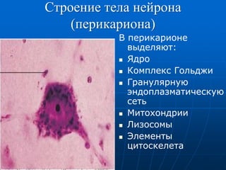 Строение тела нейрона
(перикариона)
В перикарионе
выделяют:
 Ядро
 Комплекс Гольджи
 Гранулярную
эндоплазматическую
сеть
 Митохондрии
 Лизосомы
 Элементы
цитоскелета
 