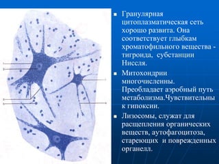  Гранулярная
цитоплазматическая сеть
хорошо развита. Она
соответствует глыбкам
хроматофильного вещества -
тигроида, субстанции
Ниссля.
 Митохондрии
многочисленны.
Преобладает аэробный путь
метаболизма.Чувствительны
к гипоксии.
 Лизосомы, служат для
расщепления органических
веществ, аутофагоцитоза,
стареющих и поврежденных
органелл.
 