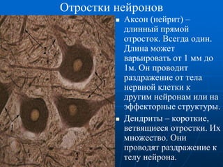 Отростки нейронов
 Аксон (нейрит) –
длинный прямой
отросток. Всегда один.
Длина может
варьировать от 1 мм до
1м. Он проводит
раздражение от тела
нервной клетки к
другим нейронам или на
эффекторные структуры.
 Дендриты – короткие,
ветвящиеся отростки. Их
множество. Они
проводят раздражение к
телу нейрона.
 