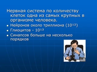 Нервная система по количеству
клеток одна из самых крупных в
организме человека.
 Нейронов около триллиона (10¹²)
 Глиоцитов - 10¹³
 Синапсов больше на несколько
порядков
 