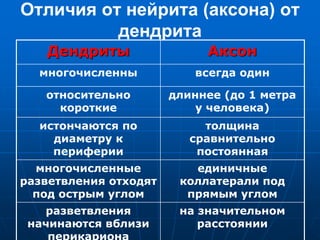Отличия от нейрита (аксона) от
дендрита
Дендриты Аксон
многочисленны всегда один
относительно
короткие
длиннее (до 1 метра
у человека)
истончаются по
диаметру к
периферии
толщина
сравнительно
постоянная
многочисленные
разветвления отходят
под острым углом
единичные
коллатерали под
прямым углом
разветвления
начинаются вблизи
на значительном
расстоянии
 