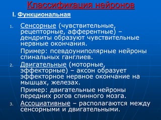Классификация нейронов
1. Сенсорные (чувствительные,
рецепторные, афферентные) –
дендриты образуют чувствительные
нервные окончания.
Пример: псевдоуниполярные нейроны
спинальных ганглиев.
2. Двигательные (моторные,
эффекторные) – аксон образует
эффекторное нервное окончание на
мышцах, железах.
Пример: двигательные нейроны
передних рогов спинного мозга.
3. Ассоциативные – располагаются между
сенсорными и двигательными.
I. Функциональная
 