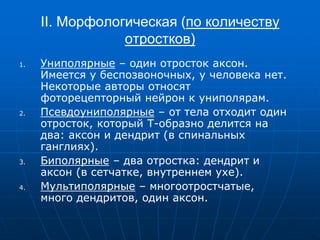 II. Морфологическая (по количеству
отростков)
1. Униполярные – один отросток аксон.
Имеется у беспозвоночных, у человека нет.
Некоторые авторы относят
фоторецепторный нейрон к униполярам.
2. Псевдоуниполярные – от тела отходит один
отросток, который Т-образно делится на
два: аксон и дендрит (в спинальных
ганглиях).
3. Биполярные – два отростка: дендрит и
аксон (в сетчатке, внутреннем ухе).
4. Мультиполярные – многоотростчатые,
много дендритов, один аксон.
 