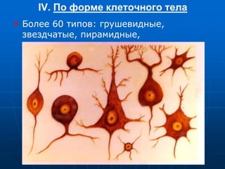 IV. По форме клеточного тела
 Более 60 типов: грушевидные,
звездчатые, пирамидные,
веретеновидные и др.
 