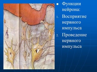  Функции
нейрона:
1. Восприятие
нервного
импульса
2. Проведение
нервного
импульса
 