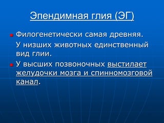 Эпендимная глия (ЭГ)
 Филогенетически самая древняя.
У низших животных единственный
вид глии.
 У высших позвоночных выстилает
желудочки мозга и спинномозговой
канал.
 