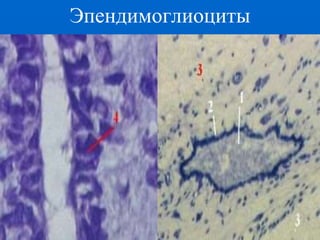 Эпендимоглиоциты
 