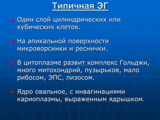 Типичная ЭГ
 Один слой цилиндрических или
кубических клеток.
 На апикальной поверхности
микроворсинки и реснички.
 В цитоплазме развит комплекс Гольджи,
много митохондрий, пузырьков, мало
рибосом, ЭПС, лизосом.
 Ядро овальное, с инвагинациями
кариоплазмы, выраженным ядрышком.
 