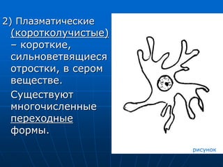 2) Плазматические
(коротколучистые)
– короткие,
сильноветвящиеся
отростки, в сером
веществе.
Существуют
многочисленные
переходные
формы.
рисунок
 