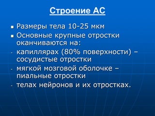  Размеры тела 10-25 мкм
 Основные крупные отростки
оканчиваются на:
- капиллярах (80% поверхности) –
сосудистые отростки
- мягкой мозговой оболочке –
пиальные отростки
- телах нейронов и их отростках.
Строение АС
 